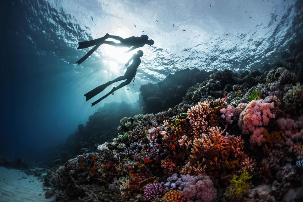 Aquatic delights in the Red Sea