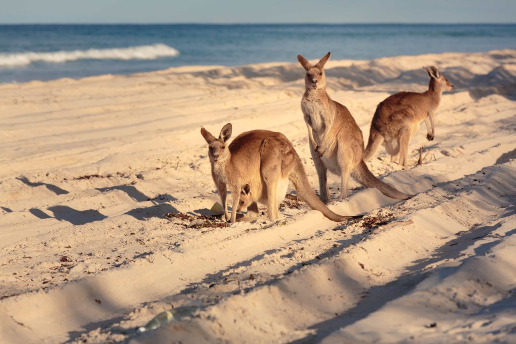 A sanctuary for wildlife and natural, rugged beauty on Kangaroo Island