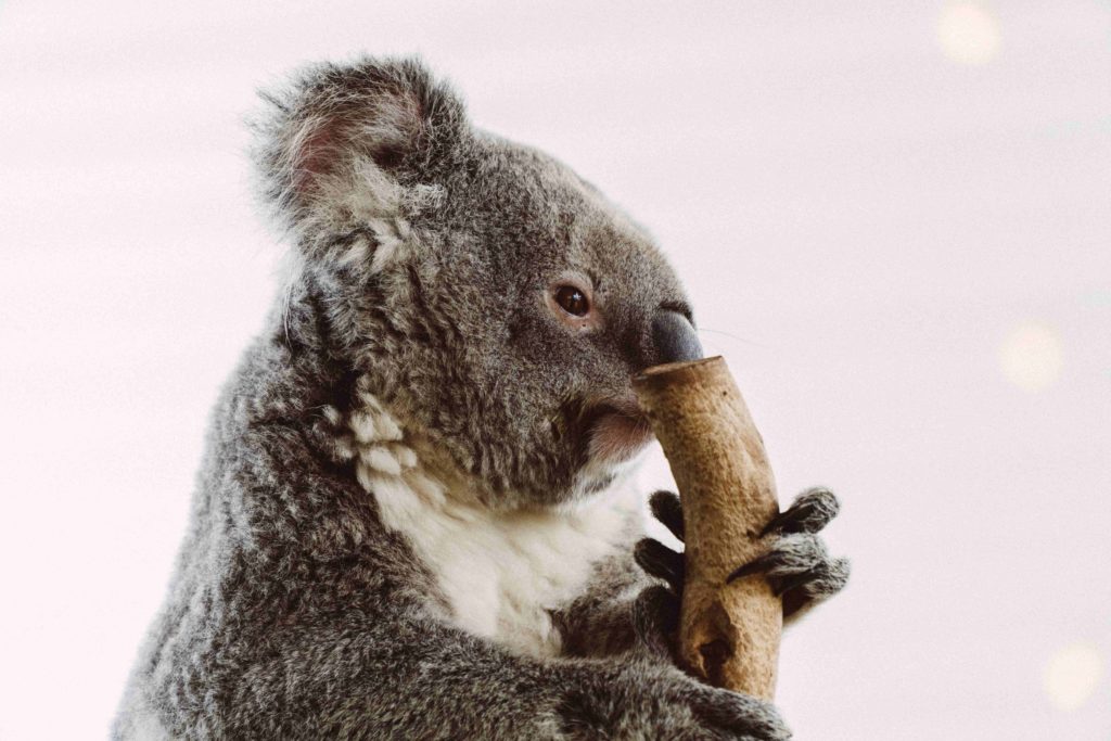 Spot the quintessential animal of Australia