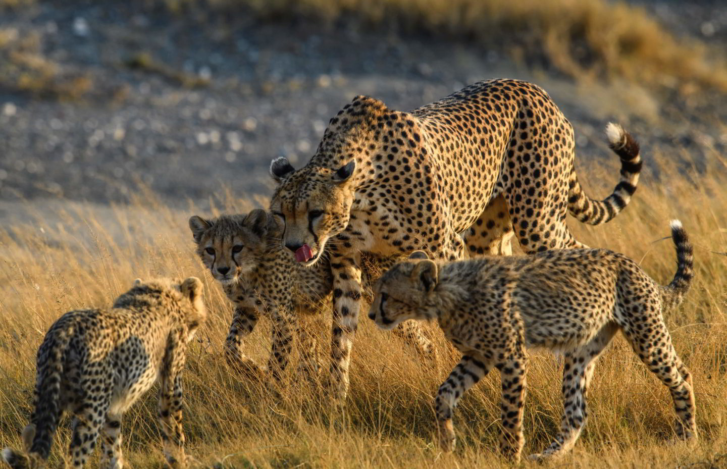 Venture into the pristine wilderness of Tanzania