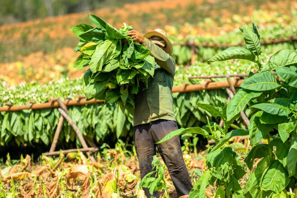 Visit beautiful Viñales with its iconic mogotes, its verdant tobacco fields and its exuberant vegetation