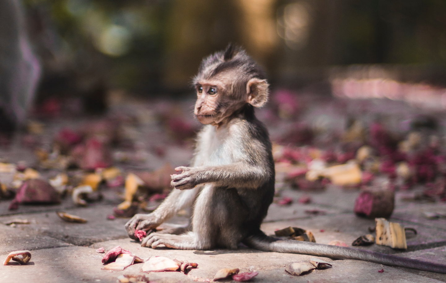 Baby monkey in the Sacred Monkey Forrest in Ubud in Bali
