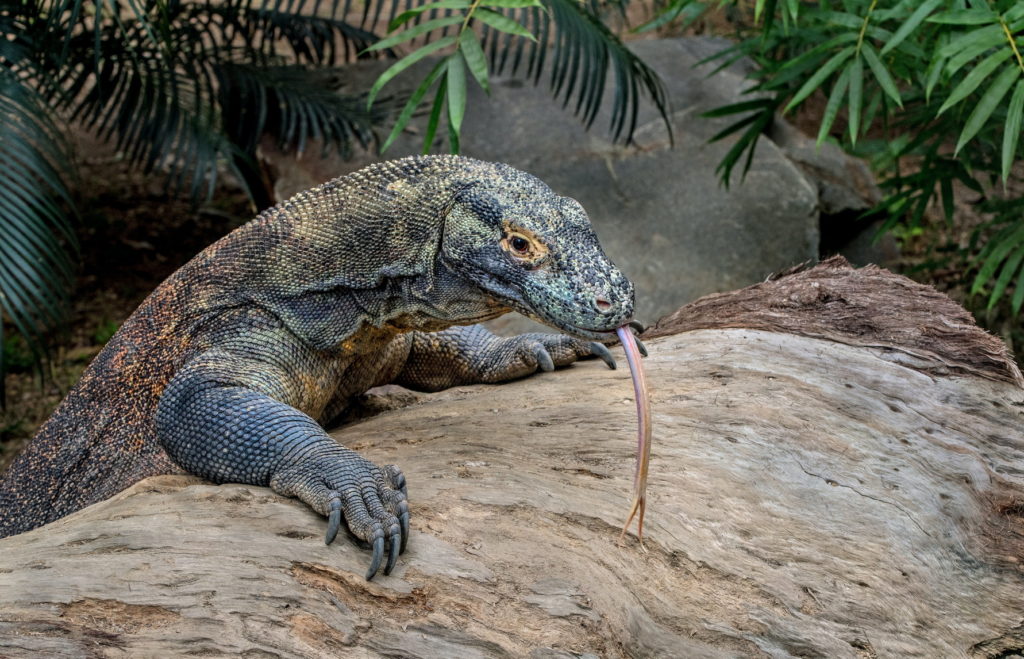 Komodo National Park in Indonesia is home to many animals.