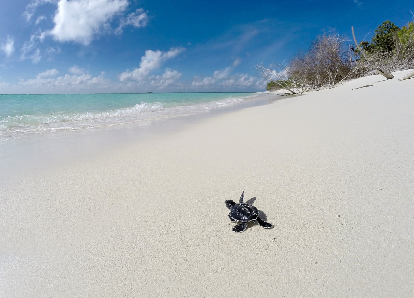 Newly hatched baby turtles walking towards the ocean in the Maldives
