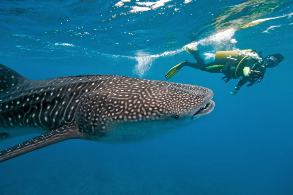 Discover special animals like the whale shark during a snorkeling or diving trip in the Maldives