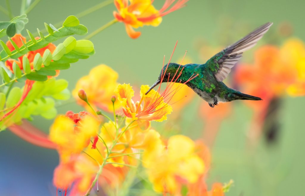 Learn more about Antillean Crested Hummingbird in Barbados