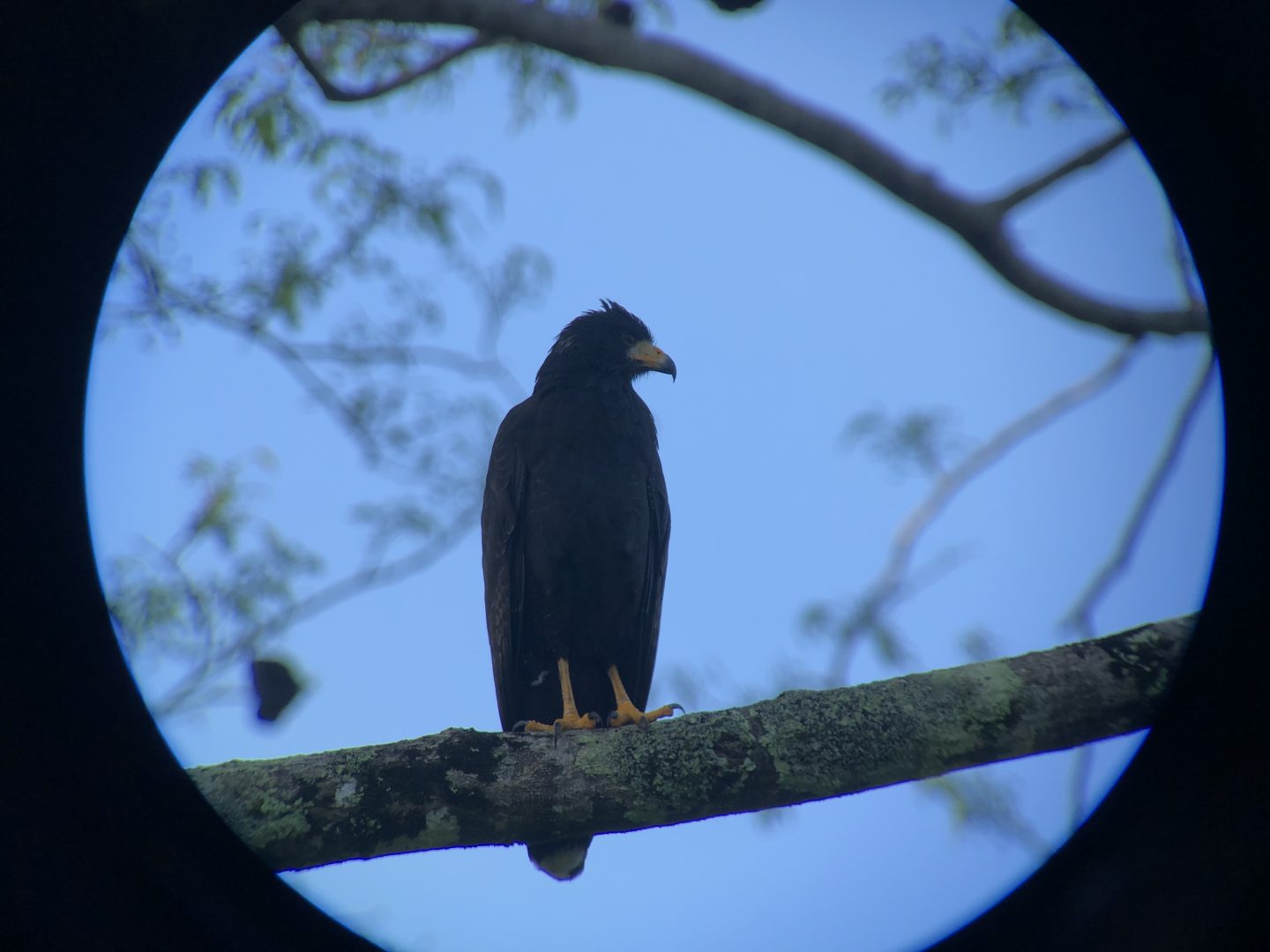 Lapa Rios bird