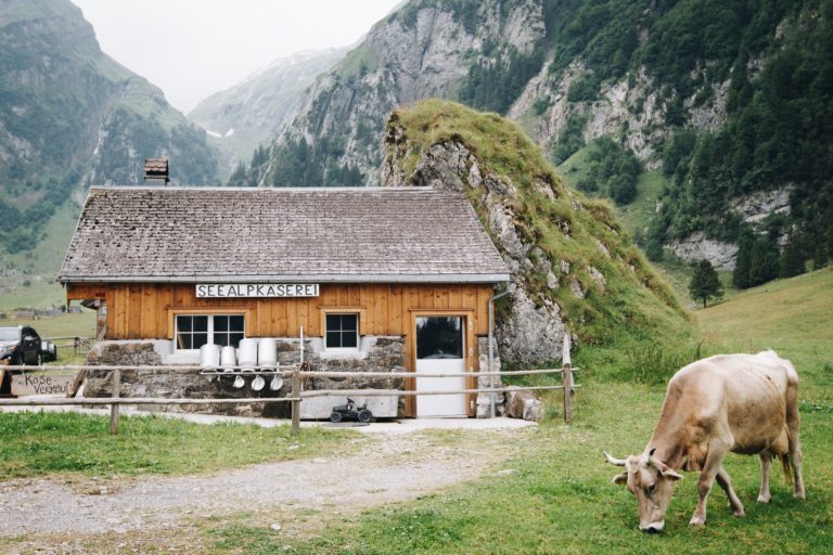 Local cheese factory in Switzerland