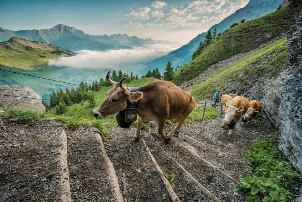 Belled cows climbing up steps in the mountains of Switzerland