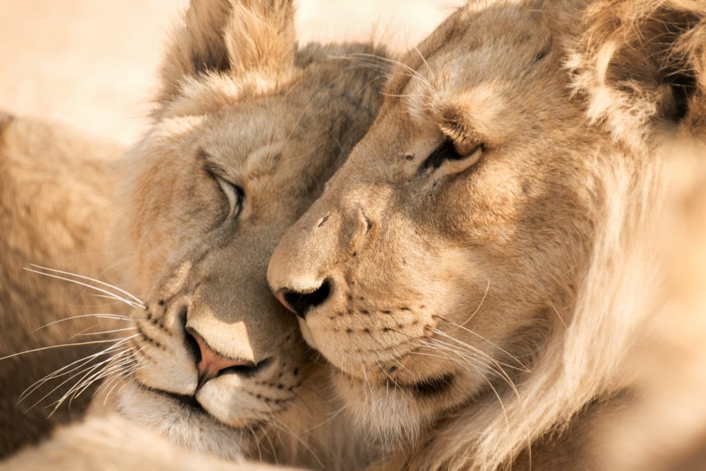 love side of magnificent beast