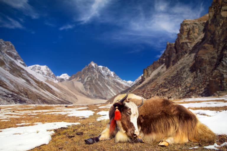 Calm mountain Yak resting in Bhutan