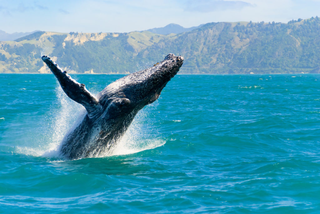 You can spot whales throughout New Zealand