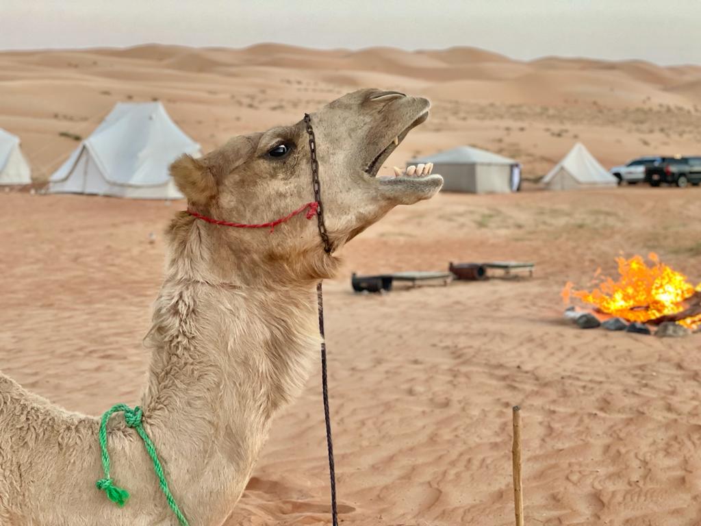 Enjoy an arabian night in a secluded oasis in the desert of Oman