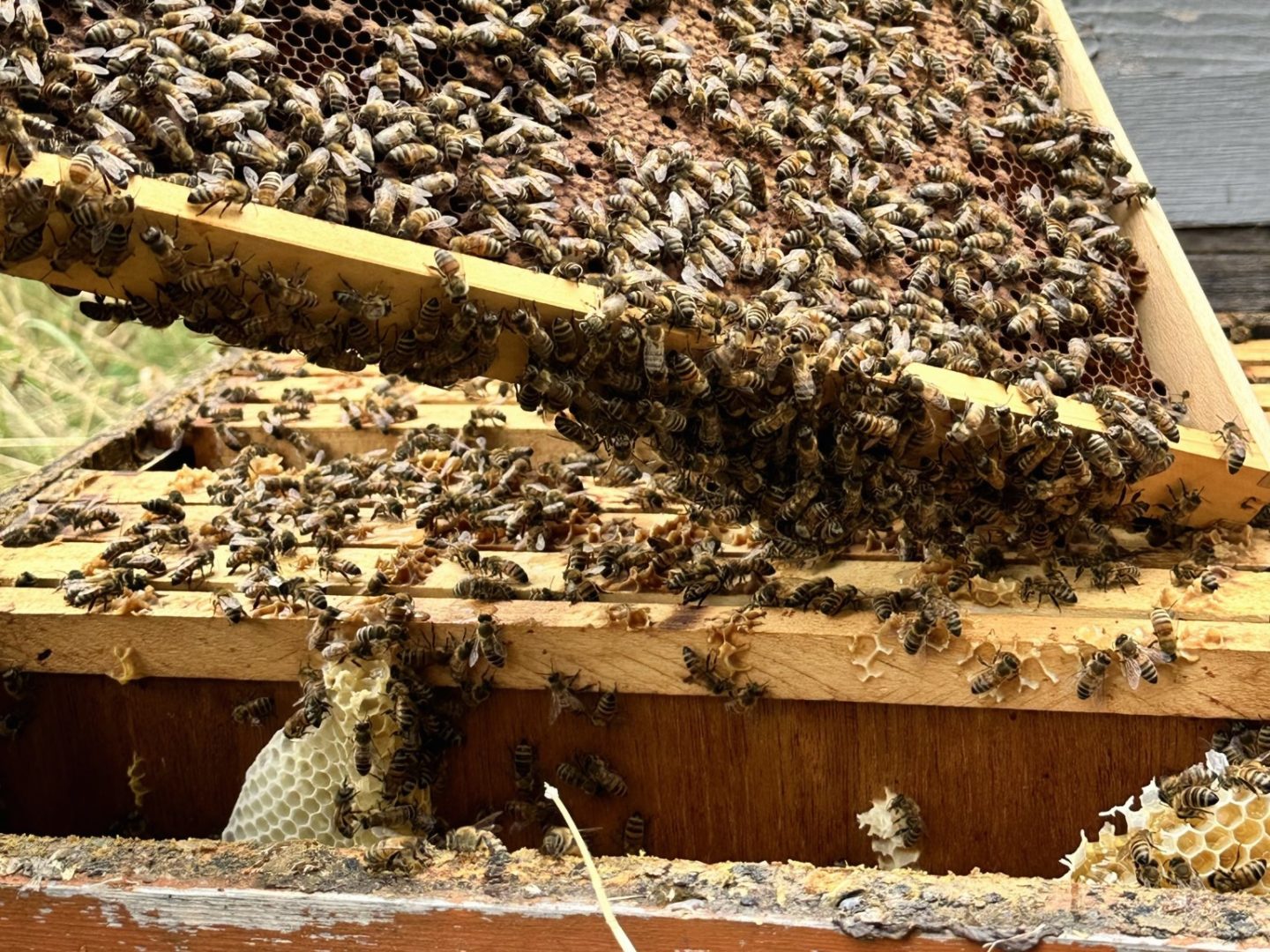 Open hive with many busy bees