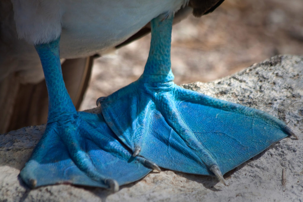 The blue-footed booby is large seabird, commonly found on the Galapagos islands