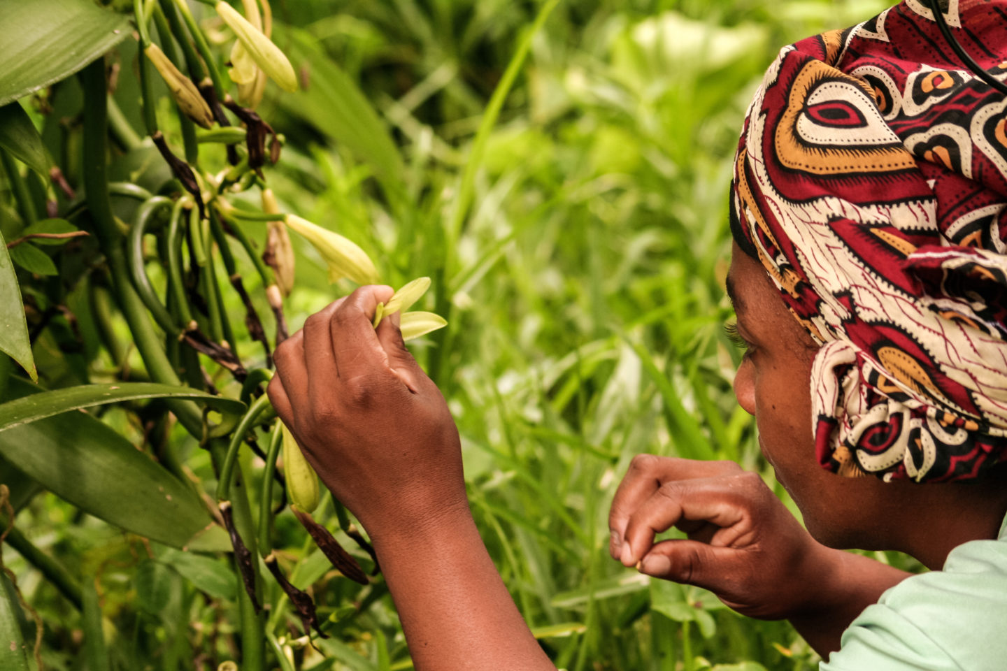 Experience the true essence of premium Madagascar vanilla