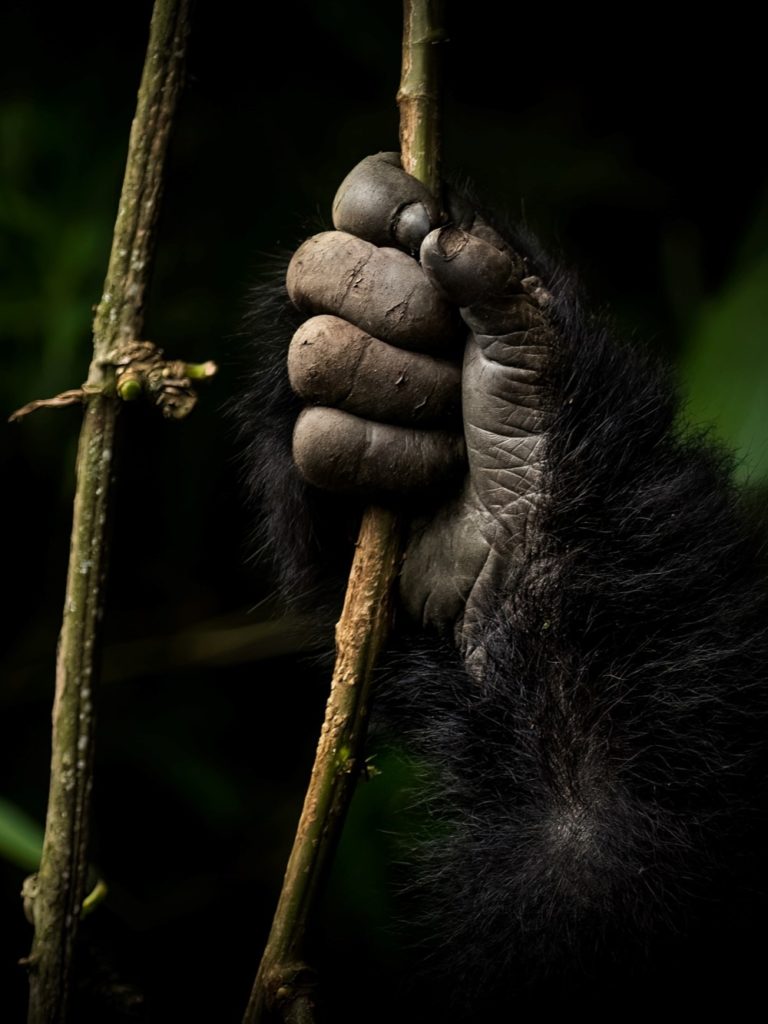 A close up of a gorilla’s hand holding onto a tree branch.
