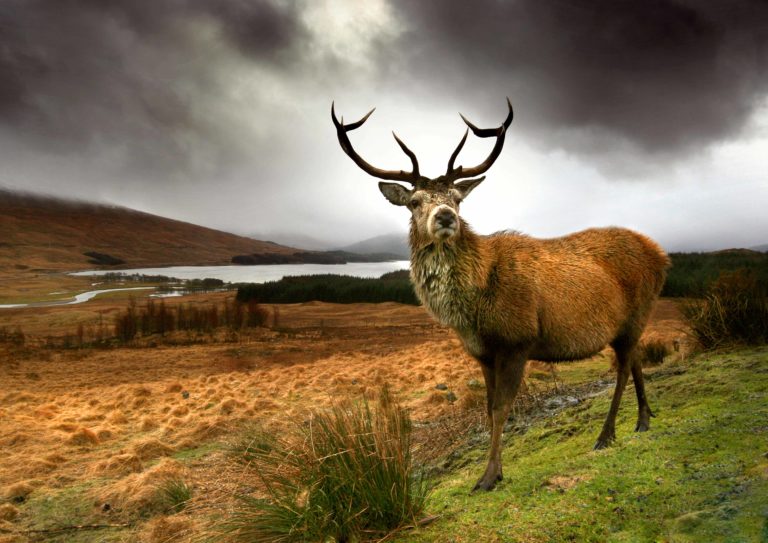 A stag with large branching antlers in front of a scenic view of rolling hills and a calm lake.