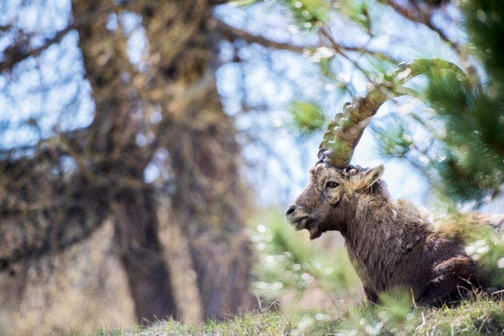 Capricorn surrounded by a alpine scenery in the mountainous region of Graubünden, Switzerland.