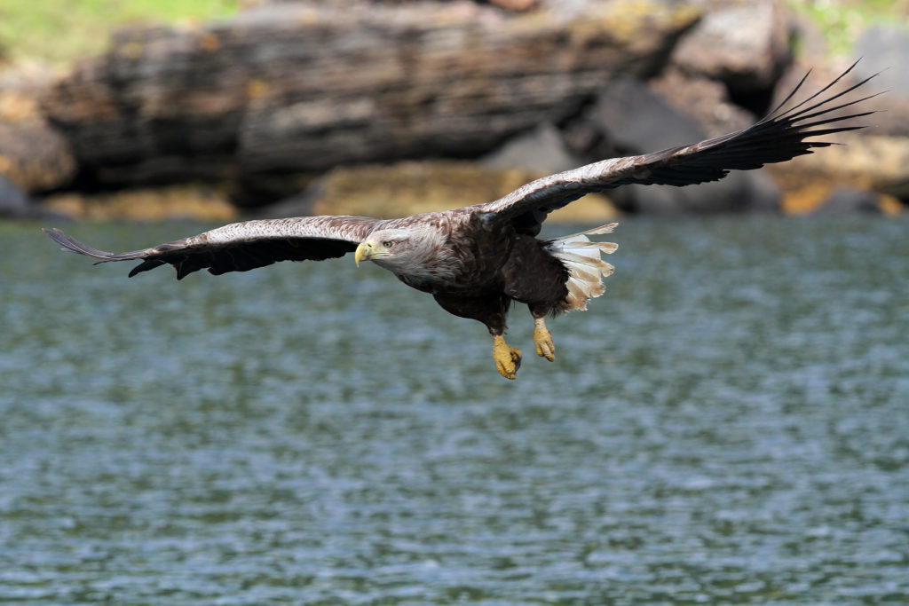 A white-tailed sea eagle in flight over the Isle of Skye, Scotland, with wings spread wide and catching a fish in its talons.